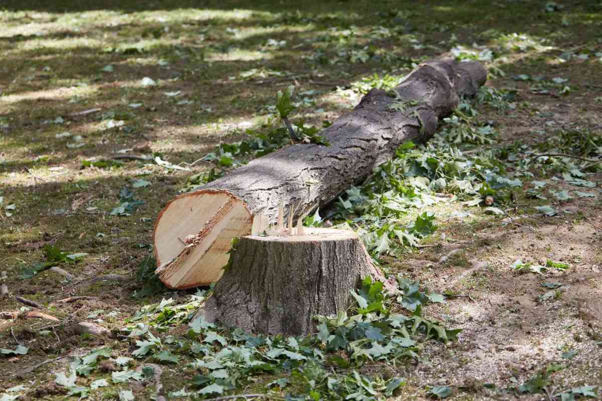 BEL Proposes to Cut Down Over 900 Trees on Campus in Bengaluru; Sparks Outrage
